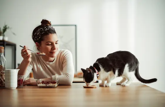 A cat eats some food from a small plate while their pet parent, a woman, look at them as she's eating some cereal