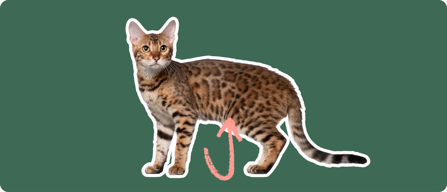 A Bengal cat with a striking spotted coat stands alert. A pink arrow curves towards its abdomen against a dark green background, highlighting the area typically affected by digestive disorders in the breed.