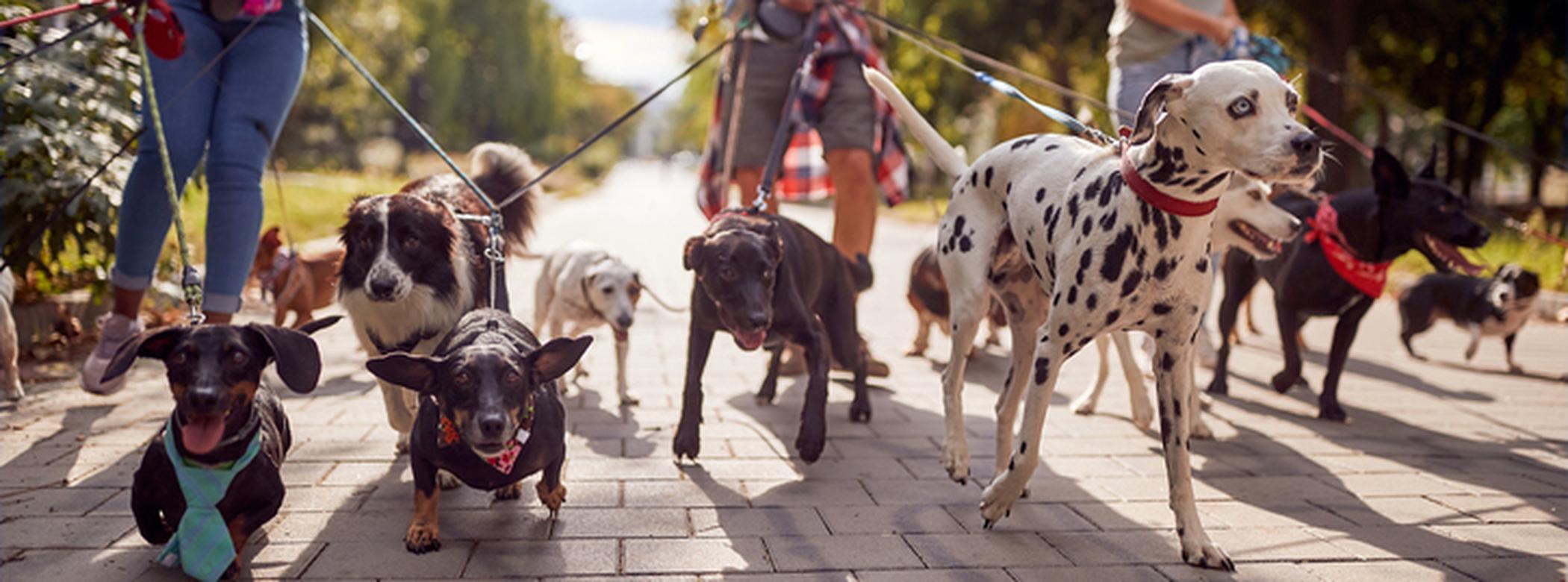 People walking dogs