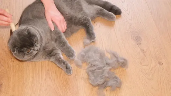 A grey cat lies on their side as their owner grooms them with a brush