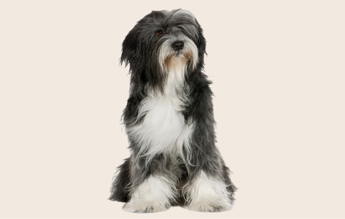 Black-and-white Tibetan Terrier sitting down and looking into the camera on a beige background