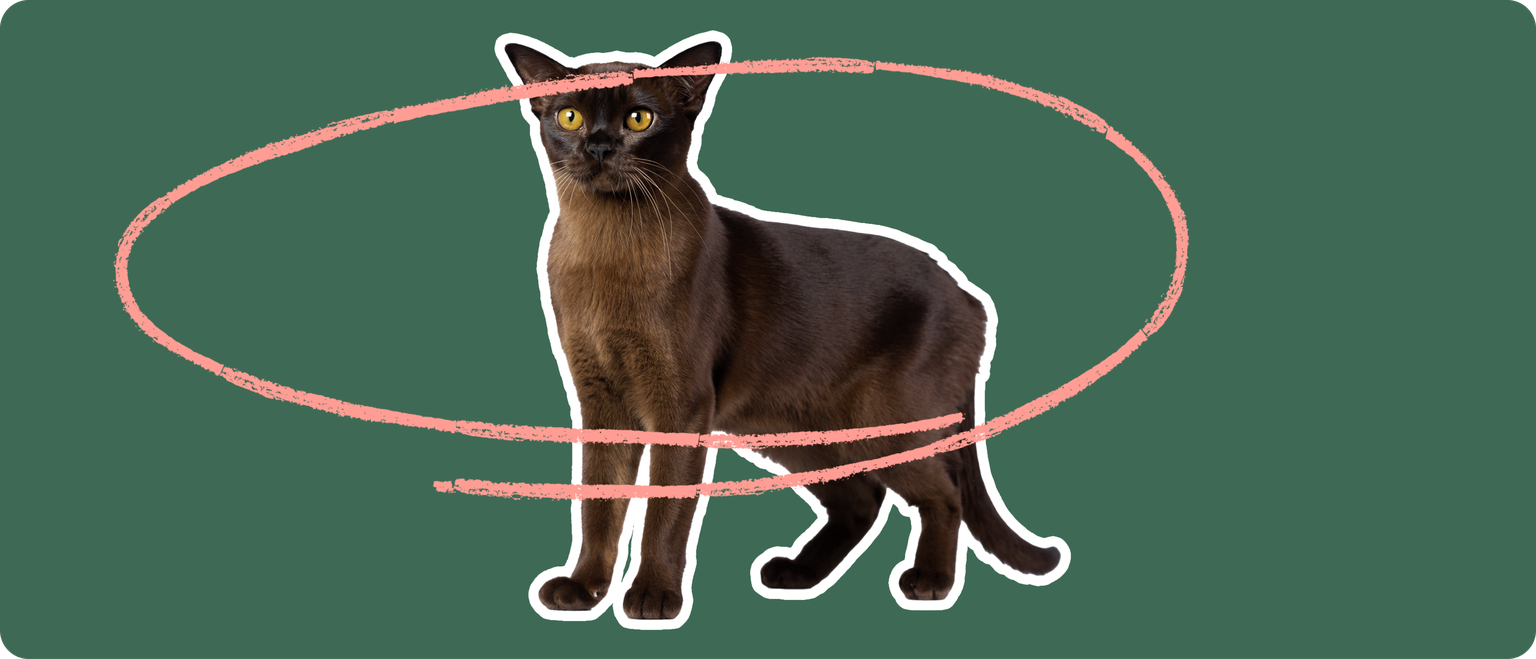Burmese