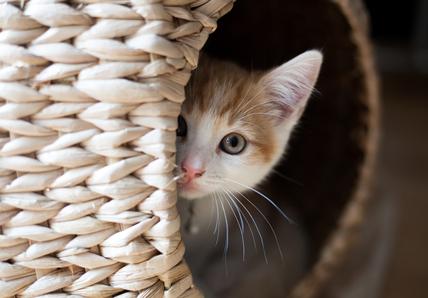 white and orange kitten with green eyes peeks out from behind a hiding spot in a basket