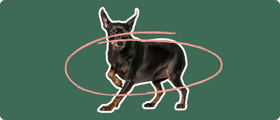 Miniature Pinscher with a pink circle drawn around its body