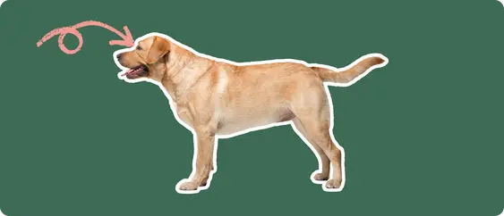 lab