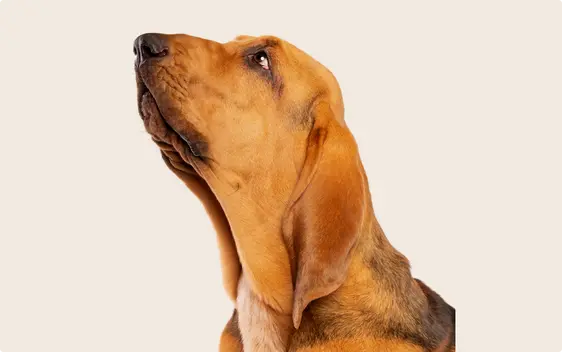 The profile of a bloodhound dog looking up, on a beige background