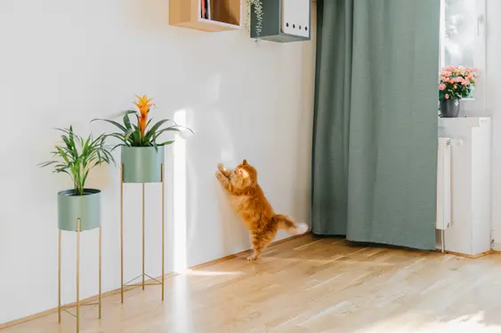 Image of an orange cat playing with something on the wall