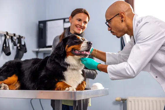A Bernese Mountain Dog at the vet, lying on an examination table. They're with their owner and the vet is taking tests