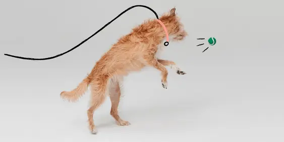 Dog on leash chasing tennis ball