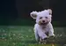 Dog running in field