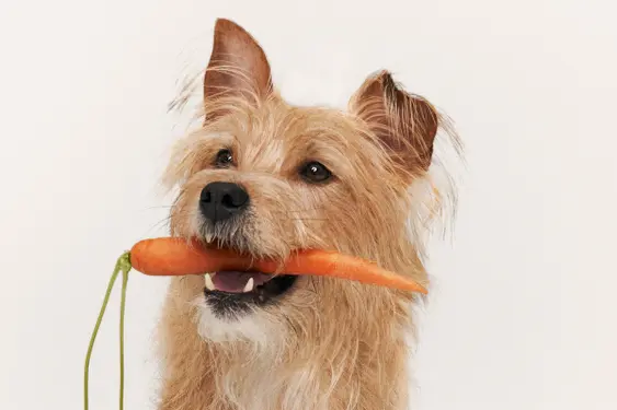 dog with carrot