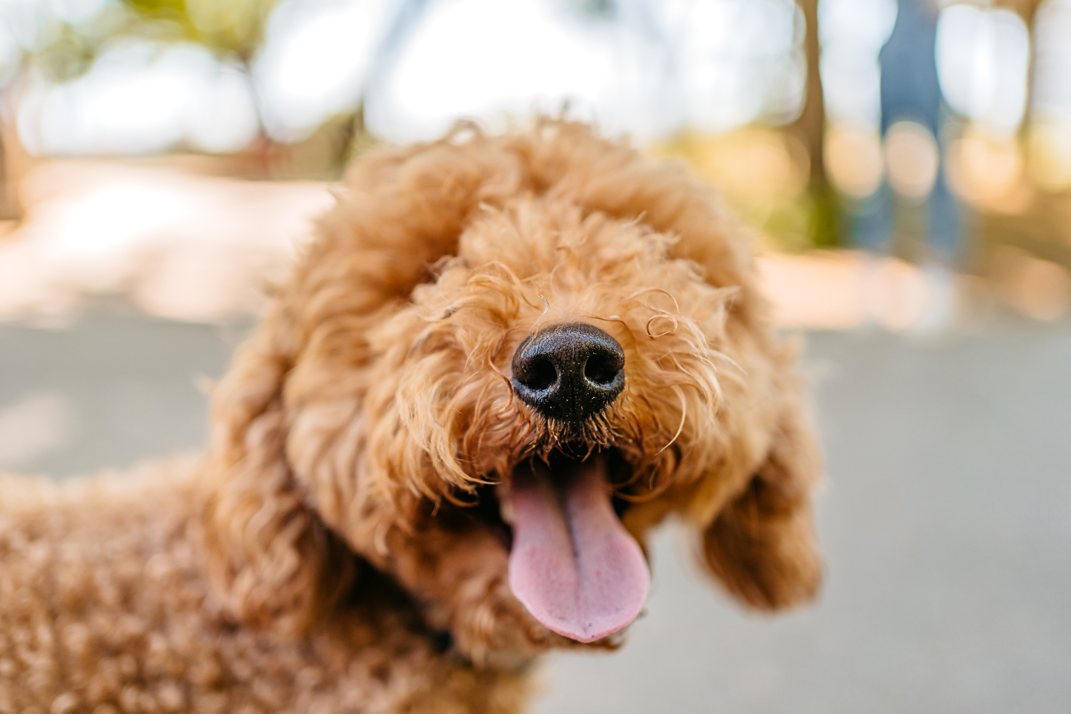 Image of a Goldendoodle with its tongue out