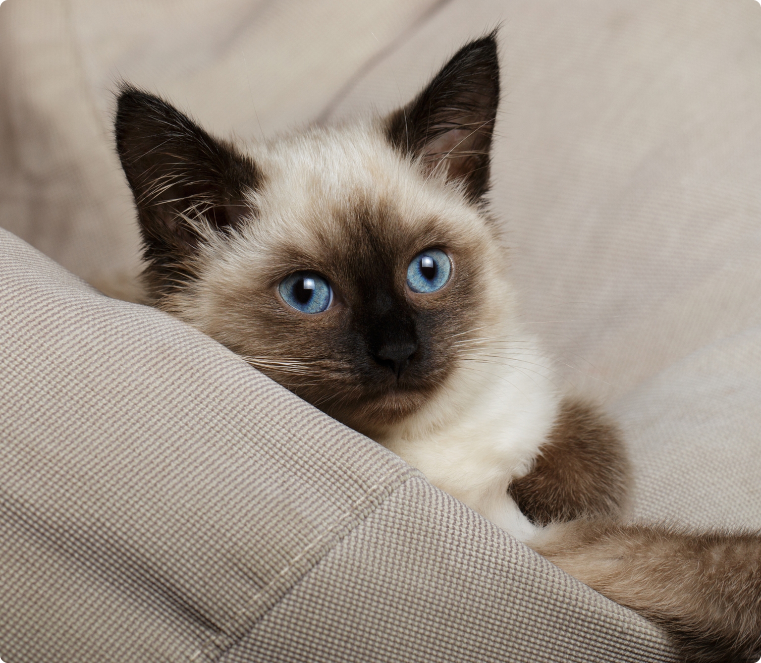 A Balinese kitten with blue eyes wrapped in a light brown blanket