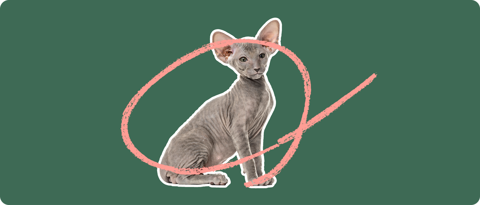 A grey peterbald cat cut out with a white outline, with a pink circle around it's body, on a solid cut background