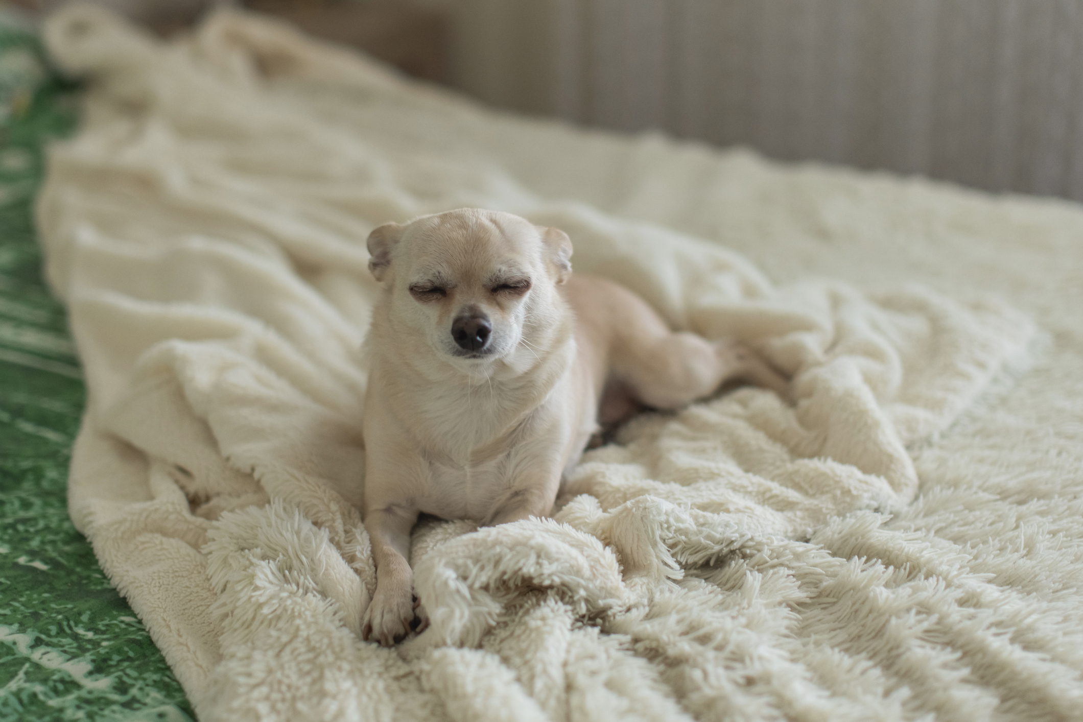 A white Chihuahua dozes on a white blanket on a bed