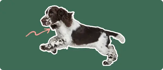 Image of a Springer Spaniel with a pink arrow drawn to its thyroid