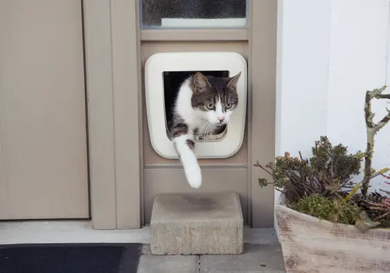 Cat inside cat flap
