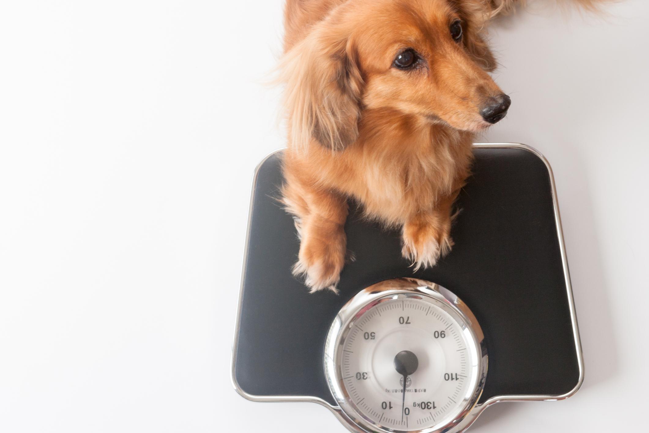 A blonde dachshund steps on to a black weighing scale