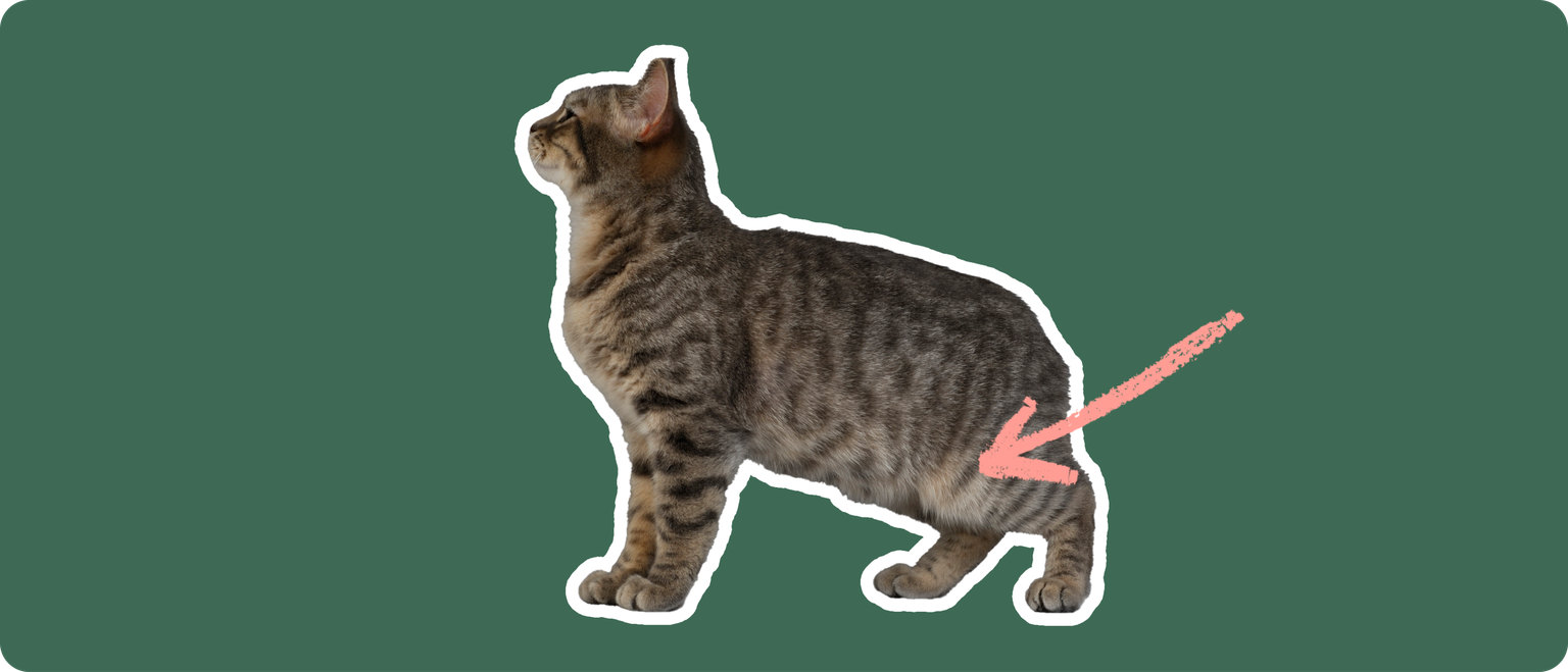 A brown manx cat with no tail, cut out with a white outline, with a pink arrow pointing to it's back hip, on a solid green background