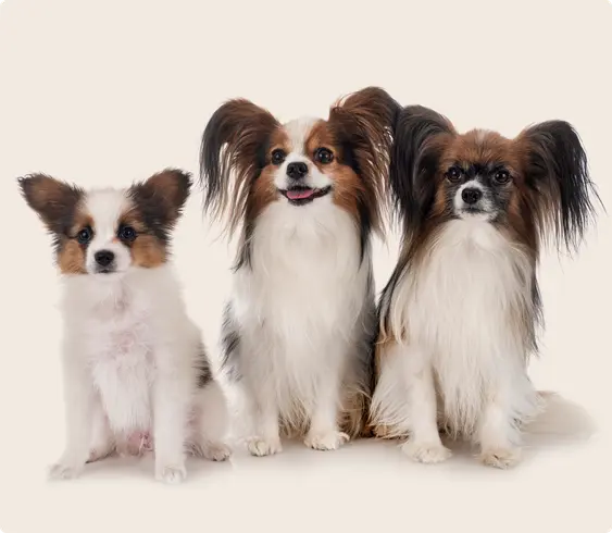 Three Papillon dogs staring into the camera