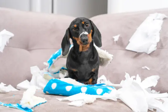 A guilty-looking black and tan Dachshund puppy sitting amidst a mess of shredded white paper and a torn blue and white stuffed toy on a beige couch, with a piece of paper on its nose.