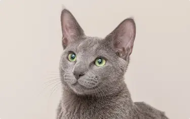 Russian Blue