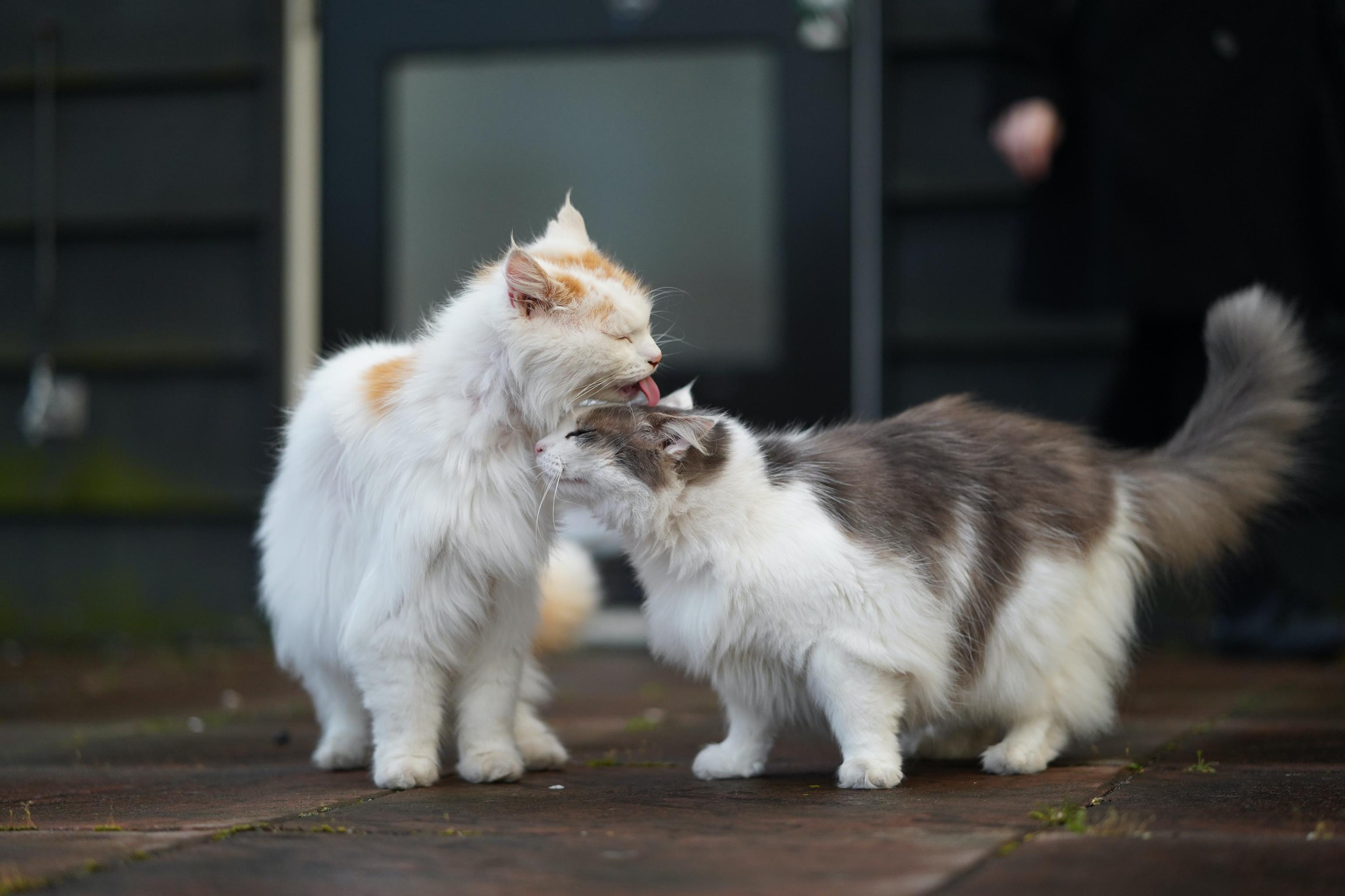 Cat's making friends