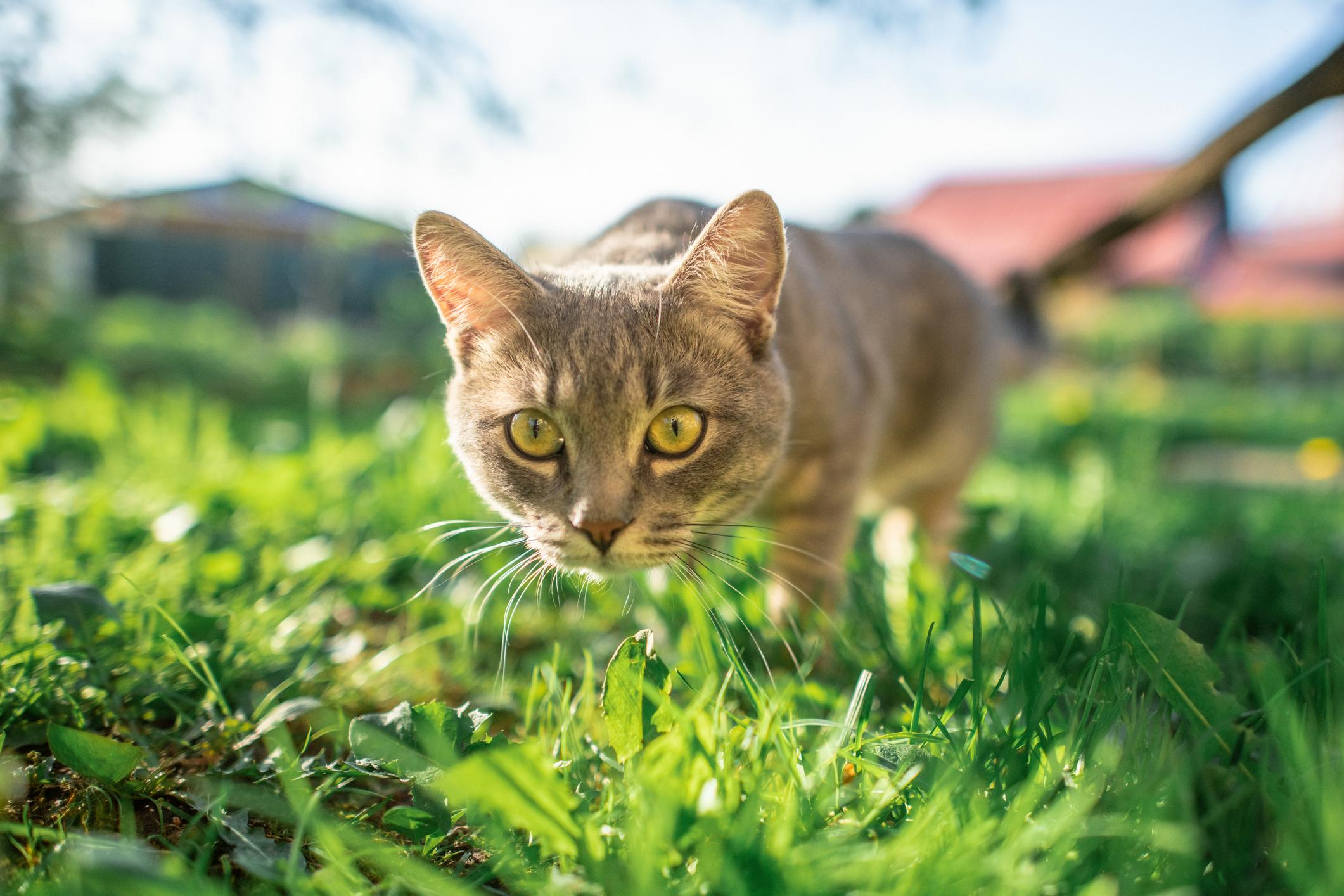 A grey cat looks into the camera amongst long, green grass