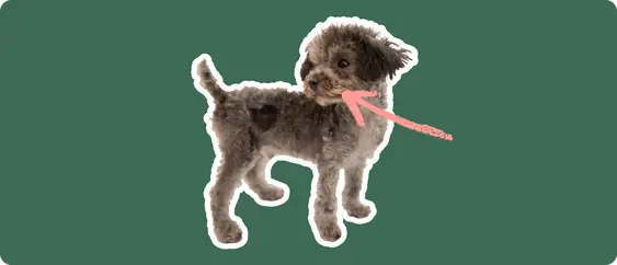 Chipoo with a pink arrow drawn to its jaw