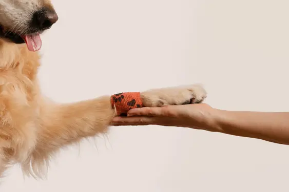 a dog putting it's paw in a humans hand with a bandage on the paw