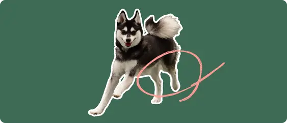 An Alaskan Klee Kai dog on a green background with a pink circle around it's back legs