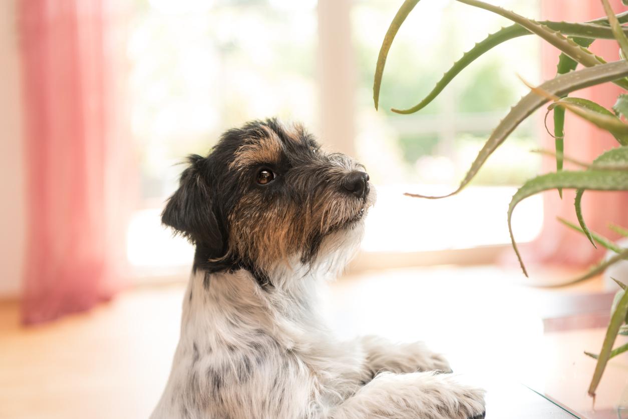 Dog sitting in an apartment and looking at an aloe vera plant