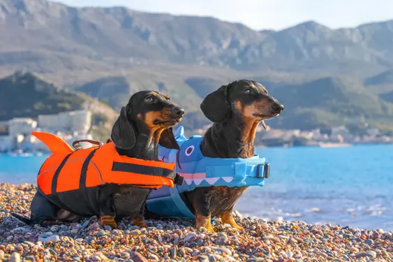 Two dogs dachshund wearing orange and blue life jackets on the beach.