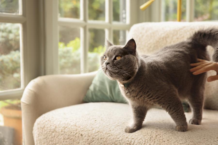 Image of a grey cat on the sofa