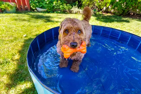 A dog in a paddling pool on a summer's day