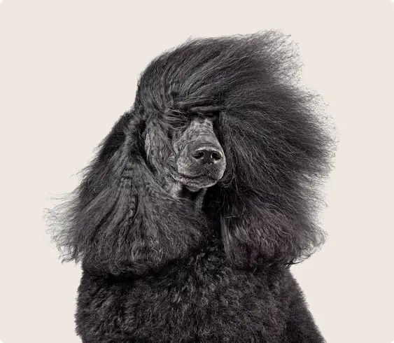 Poodle
