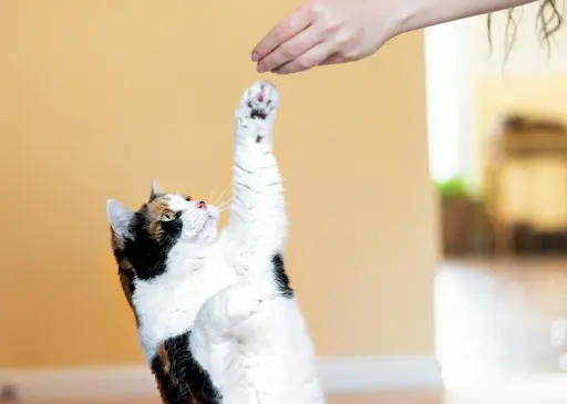 cat reaching up with paw to human's hand