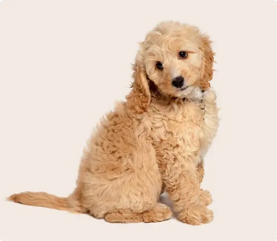 cockapoo