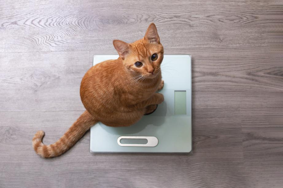 A ginger cat sits on a set of weighing scales, looking up at the camera.