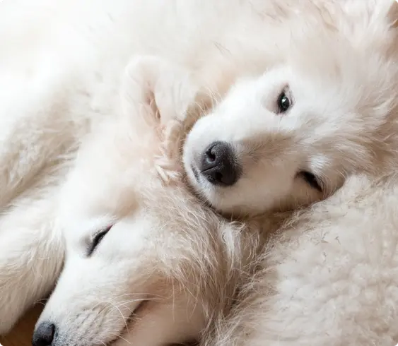 Image of two white Samoyeds cuddling