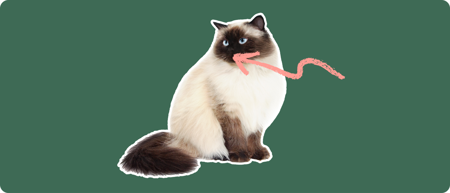 A Himalayan cat cut out with a white outline on a green background with a pink arrow pointing to its mouth
