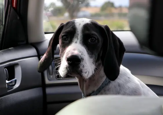 Dog in car