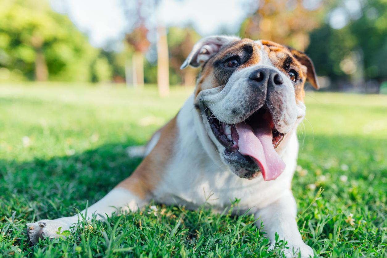Happy English Bulldog