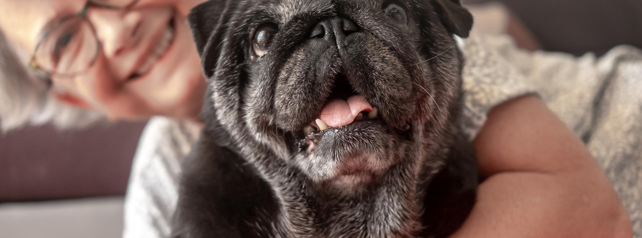 Image of a grey old dog with its owner