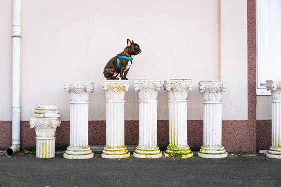 French Bulldog stood on Ancient Greek pillars