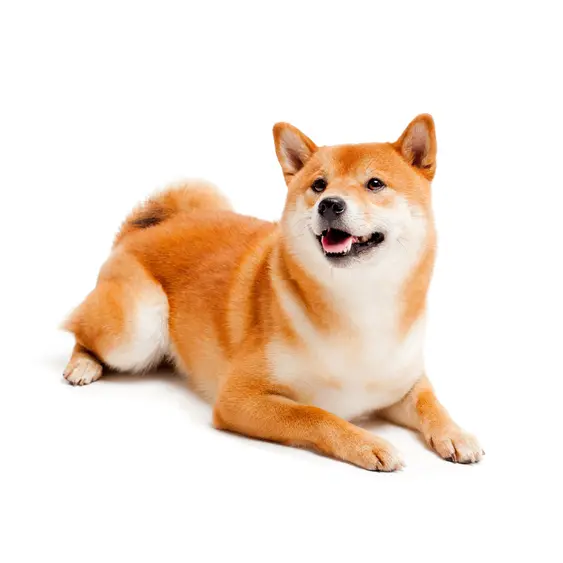 Shiba Inu hero image