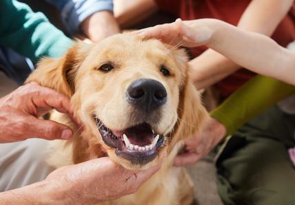 A golden retriever dog being pet by multiple people
