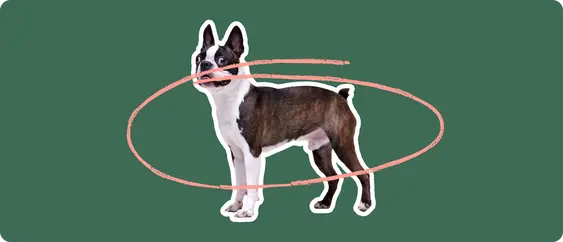 Boston Terrier with a pink circle drawn around its body