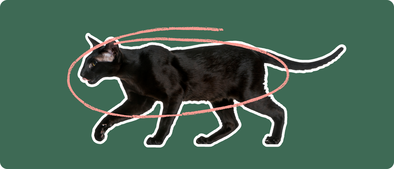 A black Oriental Shorthair cat on a green background with a pink circle around it's body