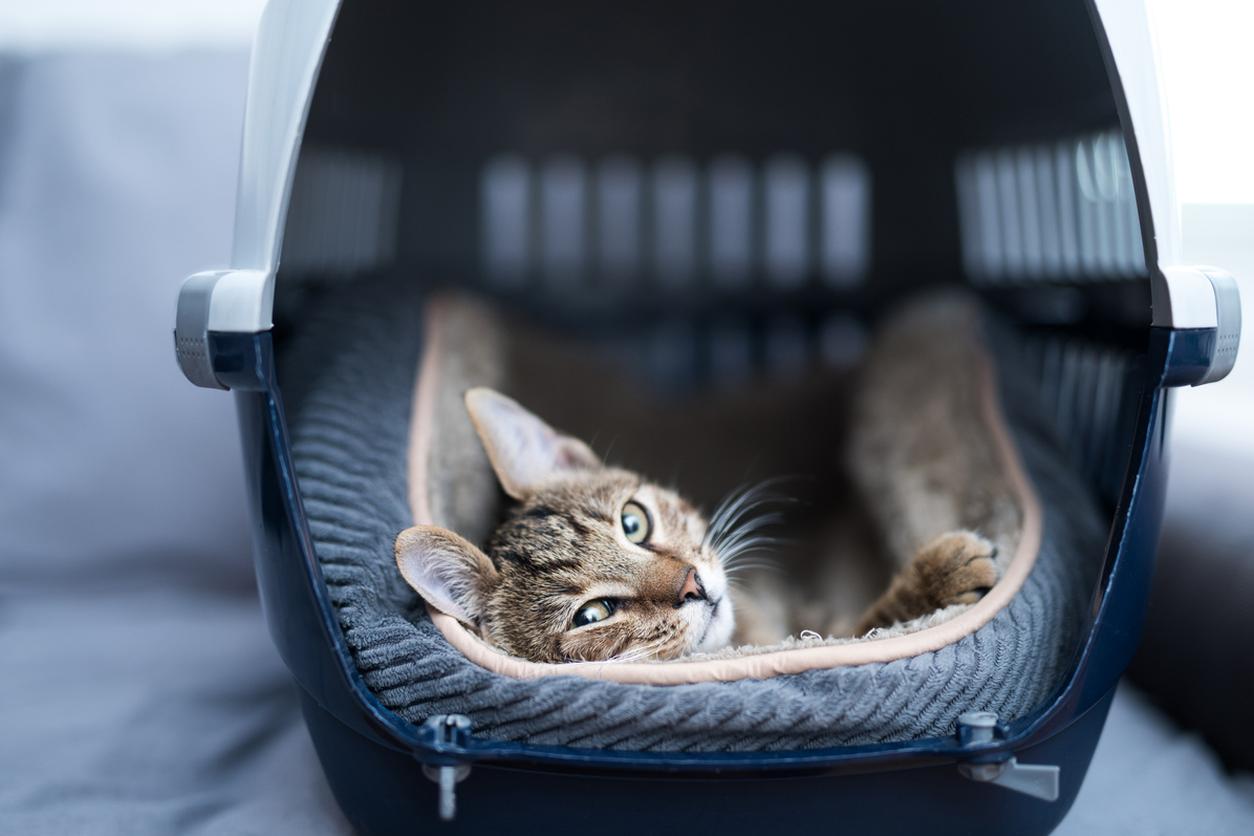 Young striped kitten laying in a carrier, looking at camera. One paw is visible and rests atop his plush bed.